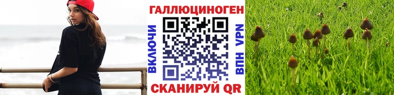 Купить закладки  Пудож  Галлюциногенные грибы мицелий 